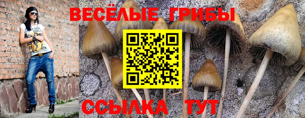 Северобайкальск  где продают наркотики  Вход с VPN  Псилоцибиновые грибы прущие грибы 